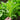 Fine-Leaved Garland Chrysanthemum Seeds, 20g