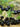 Black Nightshade