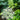 Hemsley's Hogweed Seeds, 100 Seeds