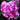 Tall Sweet Pea, Rose Red
