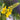 Mullein Seeds, 200 Seeds