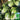 'Qiuguan 70' Chinese Cabbage Seeds, 10g