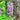 Chinese wisteria (Wisteria sinensis) Seeds, 50 Seeds