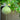Apple-shaped Gourd Seeds, 10 Seeds
