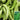 Green-veined Oriental Pickling Melon Seeds, 50 Seeds