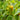 'Avalon Variegated F6' Pepper Seeds, 5 Seeds