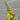 Mullein Seeds, 200 Seeds