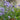 Blue Woodruff Seeds, 200 Seeds
