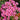Oxalis hirta Series Bulb - 'Peach', 6 Bulbs