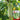 Baipangwa White Luffa Seeds, 10 Seeds
