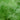 Dill Seeds (Anethum graveolens), Pack of 5000