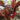 Red-Leaf Chard Seeds, 5g