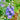 Large-flowered Delphinium Seeds, 200 Seeds