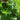 Huading No.5 Broad-top Bitter Gourd Seeds, 10g