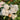 White Garden Balsam Double Flower Seeds, 100 Seeds