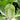 'Shuyue 601' Chinese Cabbage Seeds, 10g