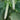 Yanbai No.7 White Cucumber Seeds, 10g