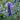 Korean mint (Agastache rugosa) Seeds, 300 Seeds