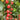 'Imperial Ruby' Traditional Cherry Tomato Seeds, 20 Seeds