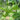 Groundcherry Seeds, ~500 Seeds