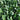 'Heat-Tolerant King' Spinach Seeds, 20g