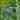 Mini Small Winter Melon No.1 Seeds, 1g