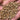 Heat-Tolerant Cilantro Seeds, 20g