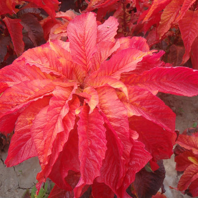 Ornamentals