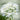White Laceflower Seeds (Orlaya grandiflora), Pack of 100