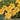 Oxalis obtusa Series Bulb - 'Orange Cat', 10 Bulbs