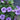 Blue Madagascar Periwinkle Seeds, 100 Seeds
