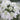 White Laceflower Seeds (Orlaya grandiflora), Pack of 100