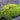 Twisted Moss Seeds, 500 Seeds