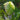 'Qiuguan 70' Chinese Cabbage Seeds, 10g