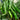 Lameizi Chili Pepper Seeds, 1g