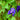 Butterfly pea Seeds, 50 Seeds