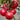 Kuwait No.4 Pink Tomato Hybrid Seeds, 20 Seeds