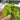 Winged Bean Seeds, 5g