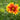 Blanket Flower (Gaillardia aristata) Seeds, 100 Seeds