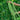 Yapajia 28-2 Yardlong Bean Seeds, 5 × 5g Bags