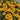 Heliopsis helianthoides Seeds, 100 Seeds