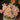Oxalis obtusa Series Bulb - 'Fairy', 10 Bulbs