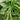 Spiny Amaranth Seeds, 100 Seeds