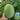 'Sweet Li' Yellow Flesh Watermelon Seeds, 20 Seeds