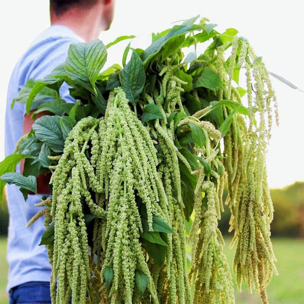 Green Love-lies-bleeding Flower Seeds, 1g