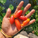 544 Minos Finger Tomato, 5 Seeds