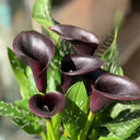 'Black Hero' Calla Lily, 16/18cm Circumference, 1 Bulb