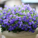 Blue-Purple Lobelia, 1g