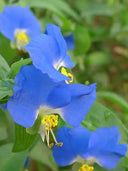 Asiatic Dayflower