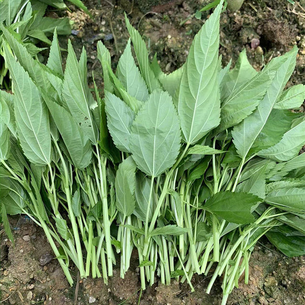 Corchorus olitorius Seeds, 20g